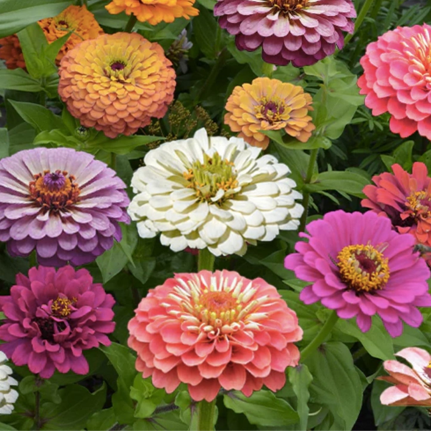 Peach Cobbler Zinnia Mix Seeds - 100 Organic Zinnia elegans Flower Seeds for Garden, USA Grown, Free Shipping