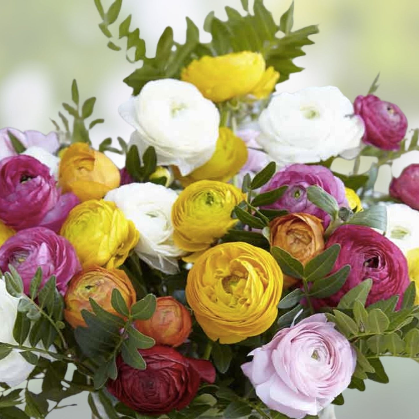 Ranunculus Bulbs Mix - Color Variety for Planting - Ranunculus asiaticus - Ships from Iowa, USA