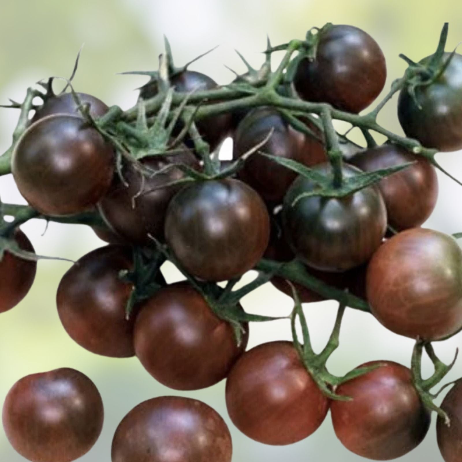 Black Pearl Cherry Tomato Seeds, Sweet & Delicious Variety, Organic Planting Seeds, Solanum lycopersicum