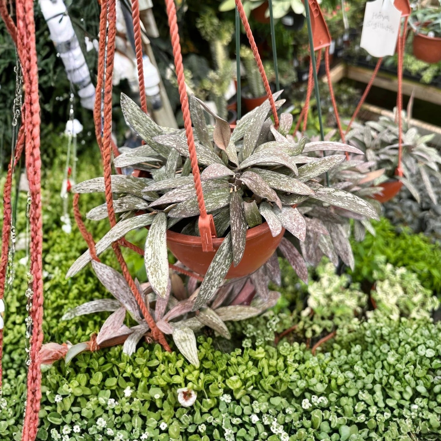 Hoya Rooted Cuttings Set – Chelsea, Sigillatis & Lisa – Tropical Houseplants for Indoor Gardening – Hoya spp.