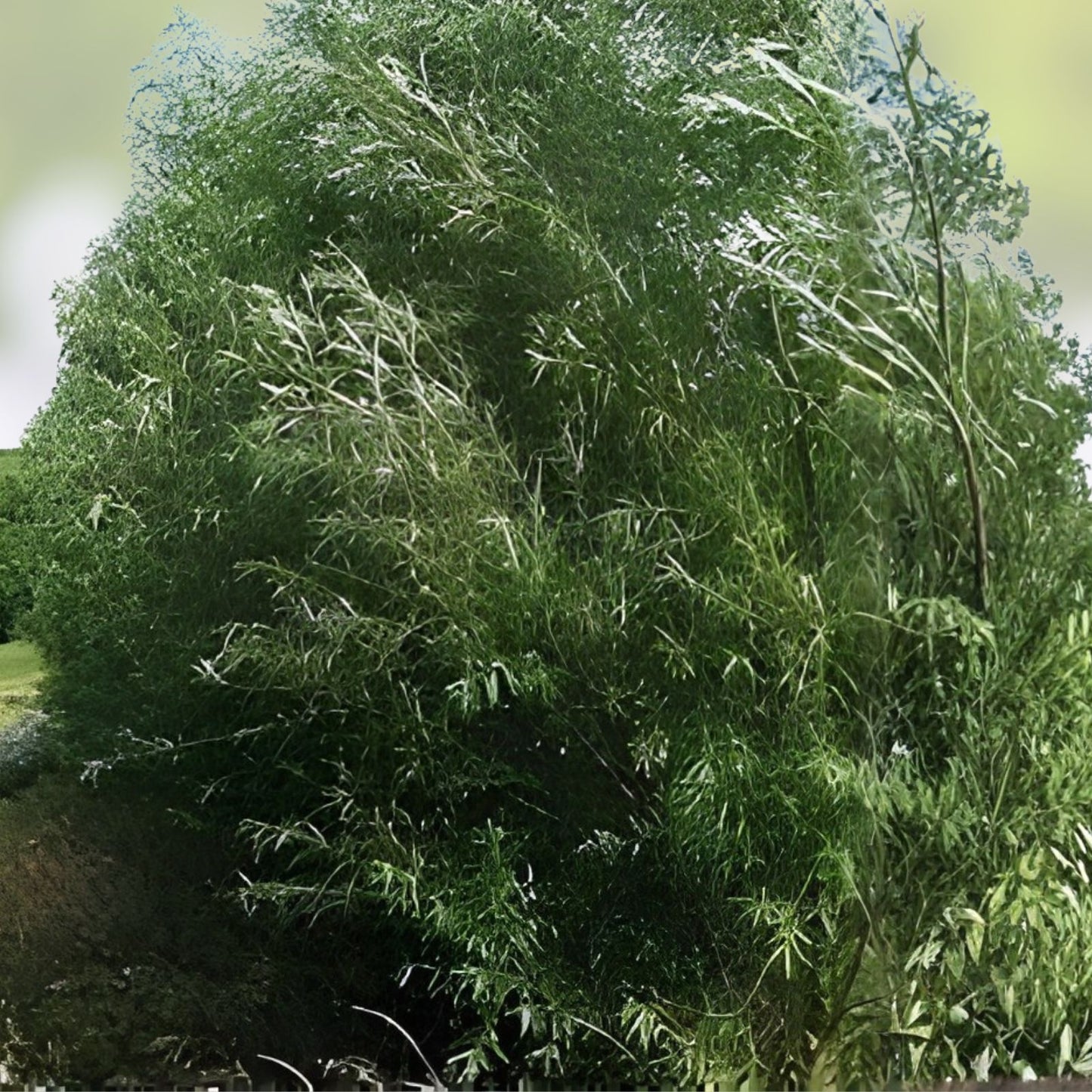 Willow Tree Kit - 10 Trees for Growing a Willow Structure - Salix spp. - Includes Video Tutorial