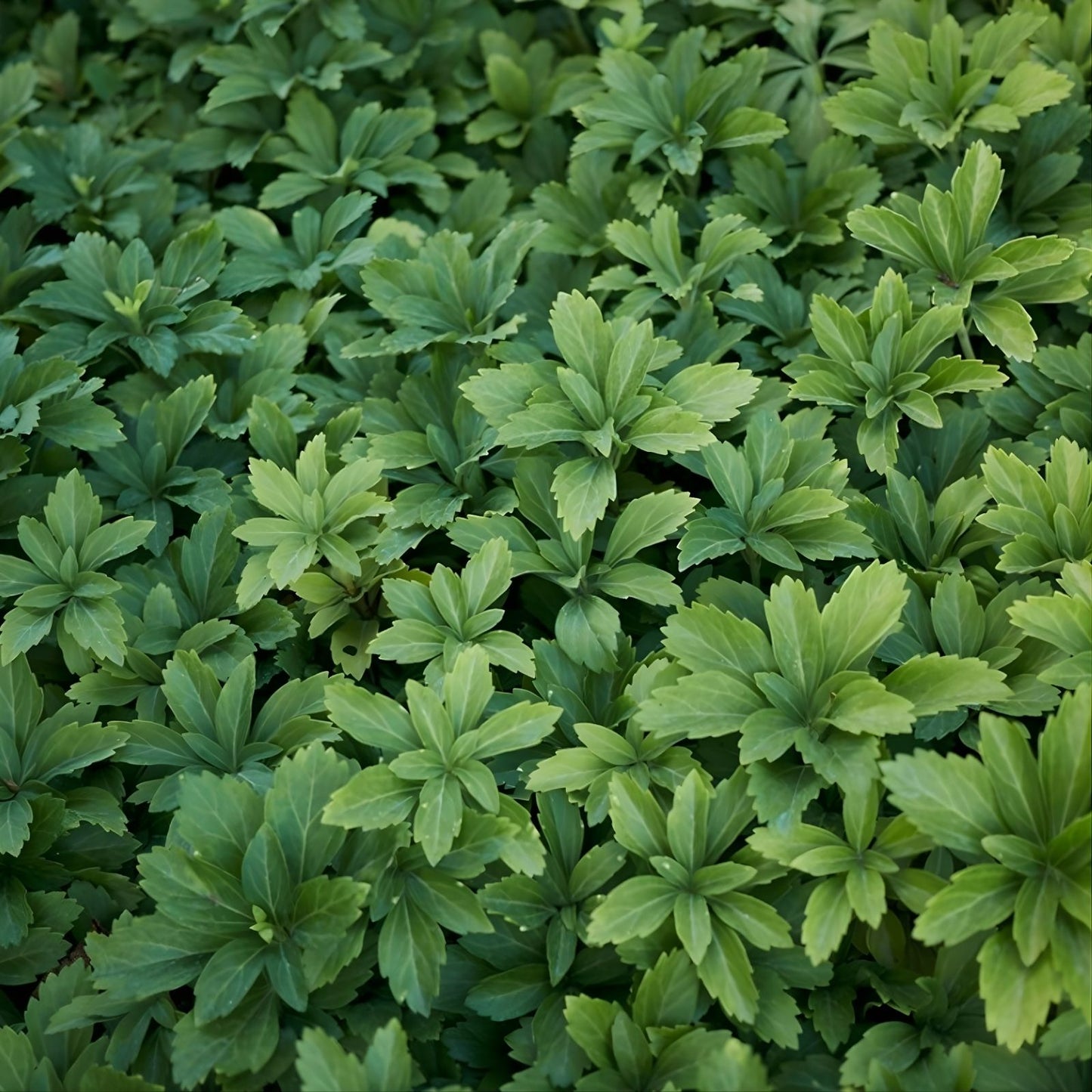 Pachysandra Ground Cover Plants - 10 Rooted Cuttings - Native Winter Hardy Pachysandra procumbens - Shade Tolerant Evergreen Plant