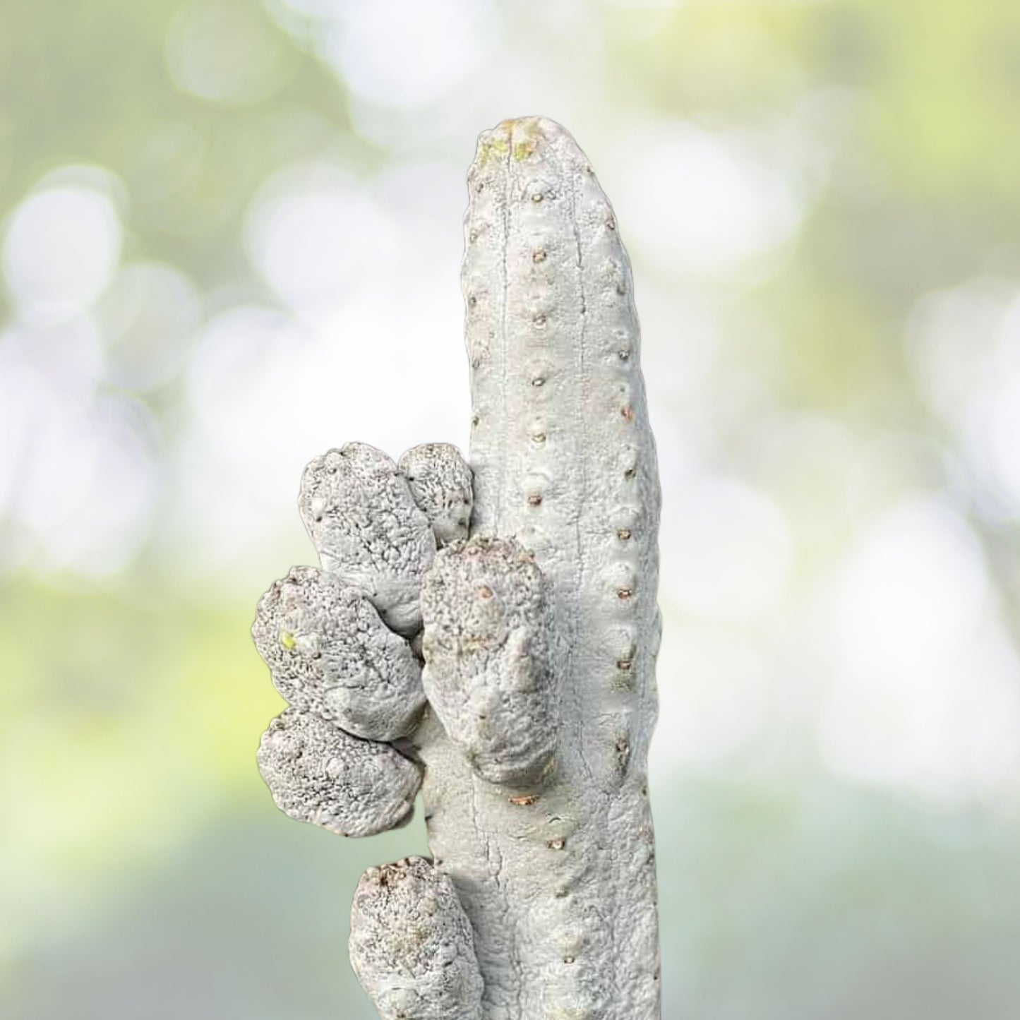 Euphorbia Succulent 4" Pot, Rare Gray Plant, Unique Cylindrical Stems, Euphorbia abdelkuri