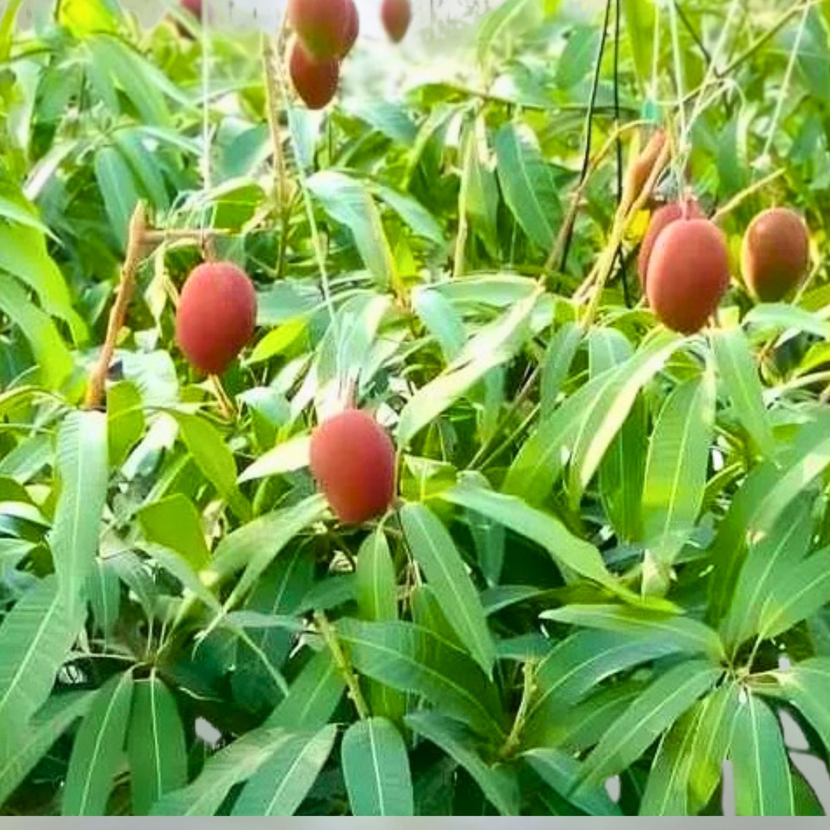Miyazaki Mango Seeds 3-Pack - Fresh Viable Japanese Tropical Mangifera Indica