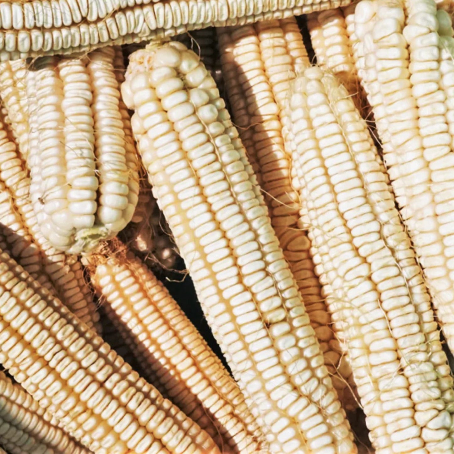 Hickory King White Corn Seeds – 20 Non-GMO Heirloom Open Pollinated Zea mays Seeds for Gardening and Farming
