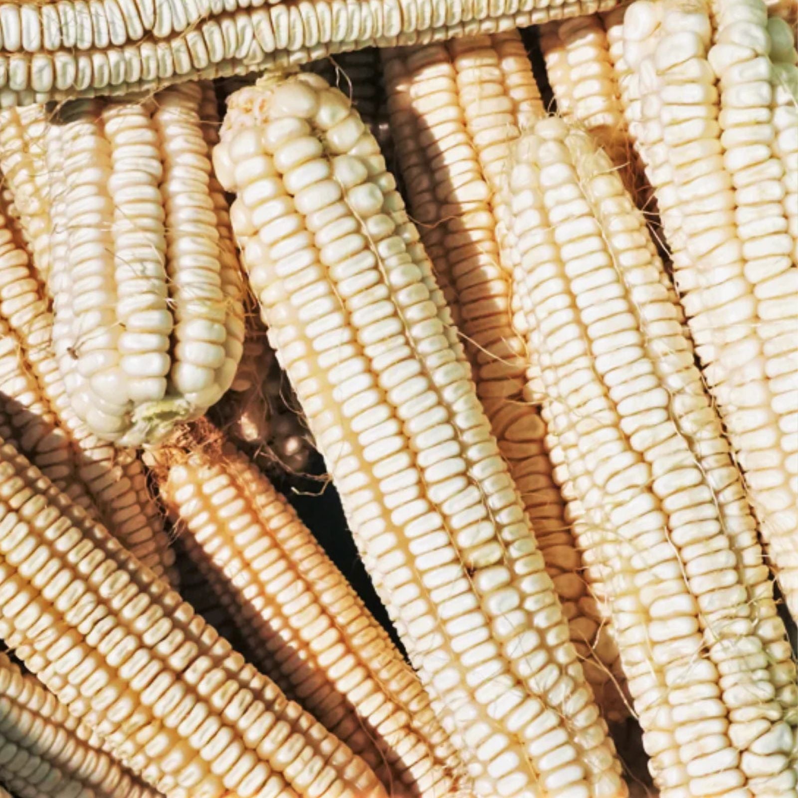 Hickory King White Corn Seeds – 20 Non-GMO Heirloom Open Pollinated Zea mays Seeds for Gardening and Farming