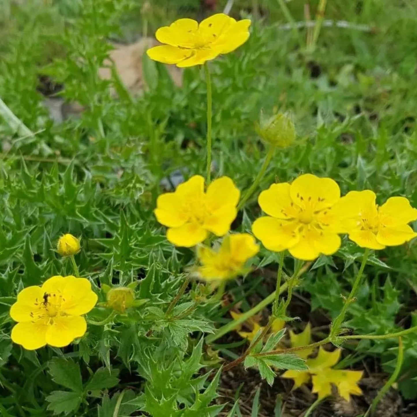 Golden Cinquefoil Seeds 500 Perennial Seeds Potentilla aurea Bright Yellow Flowers Freshly Dug Priority Shipping