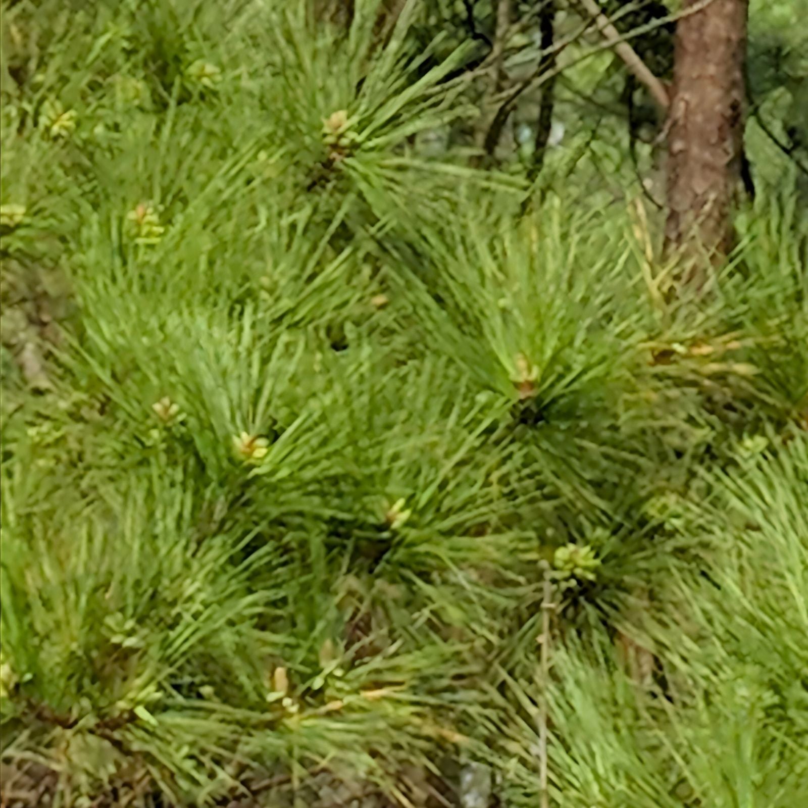 Loblolly Pine Trees 5-Pack | Fast Growing Southern Pines | Pinus taeda Seedlings for Reforestation & Privacy