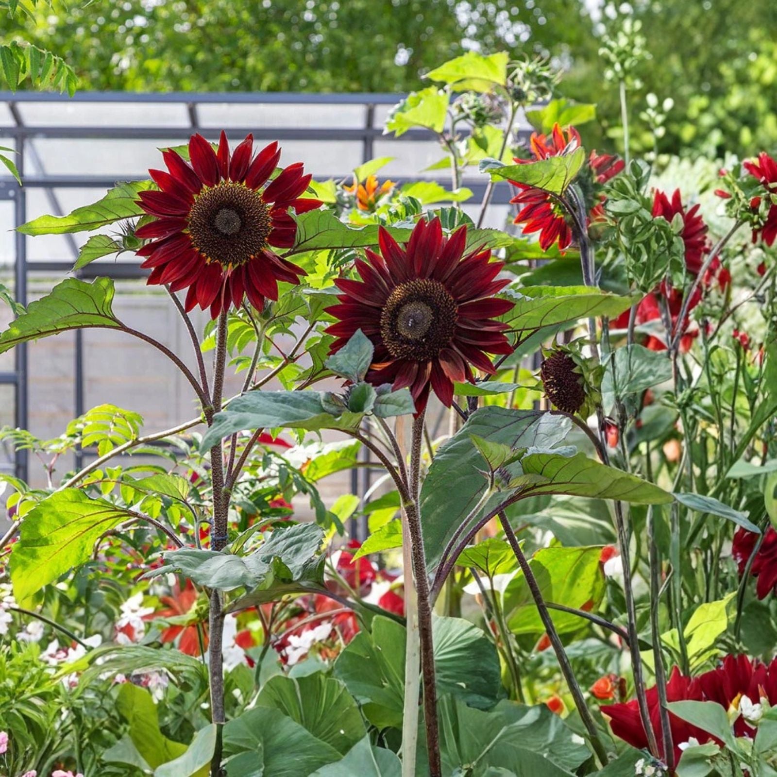 Aster Seeds - 25+ Rainbow Variety for Bright Vivid Blooms - Aster spp. Flower Seeds for Garden and Landscaping