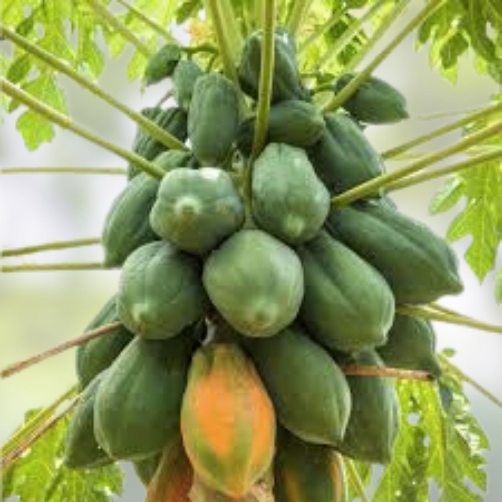 Papaya Tree Seeds - 5 Seeds - Honeydew Variety - Carica Papaya - Tropical Fruit Plant Seeds