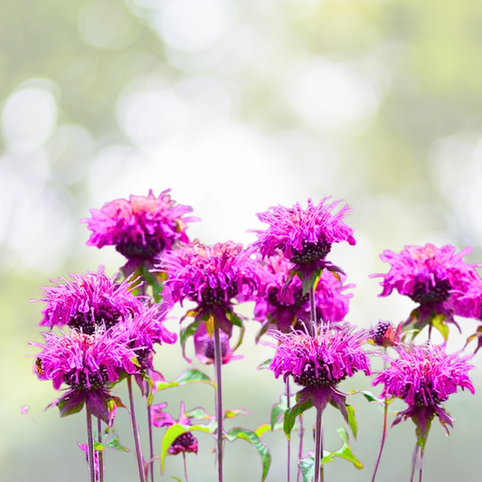 1000 Purple Bee Balm Seeds - Monarda - Perennial Flower for Pollinators - Zones 4–9