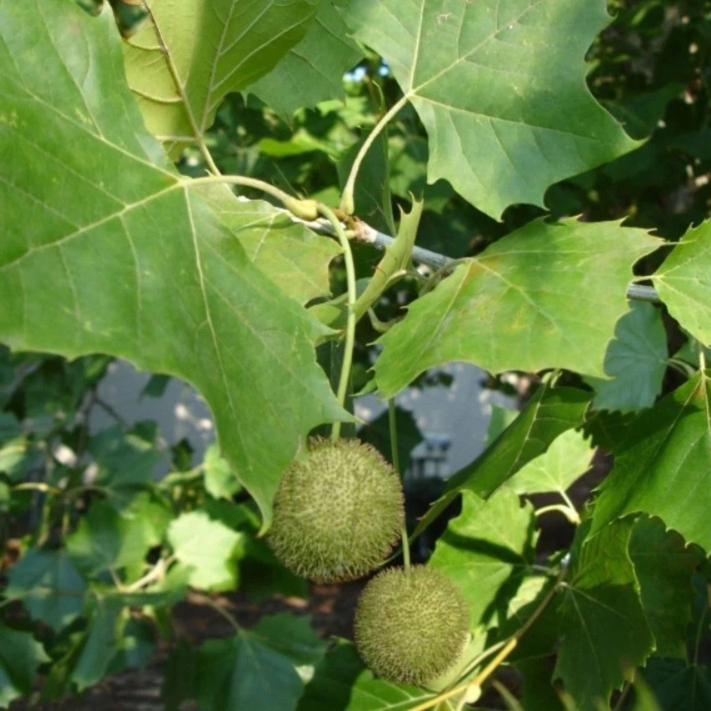 American Plane Tree Set 2   6 12 Inch Tall Seedlings   4 Inch Pot   Platanus Occidentalis