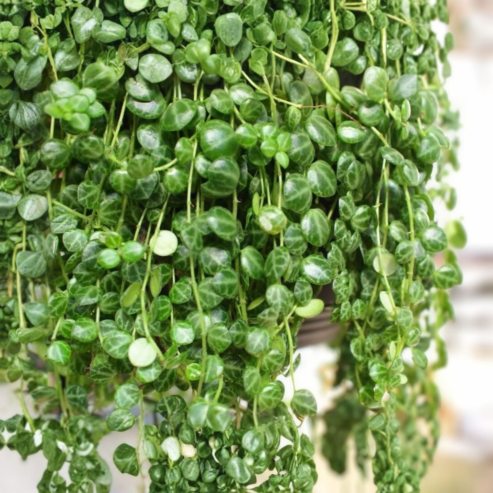 Peperomia Prostrata String of Turtles 4-inch Potted Houseplant Rare Succulent Plant