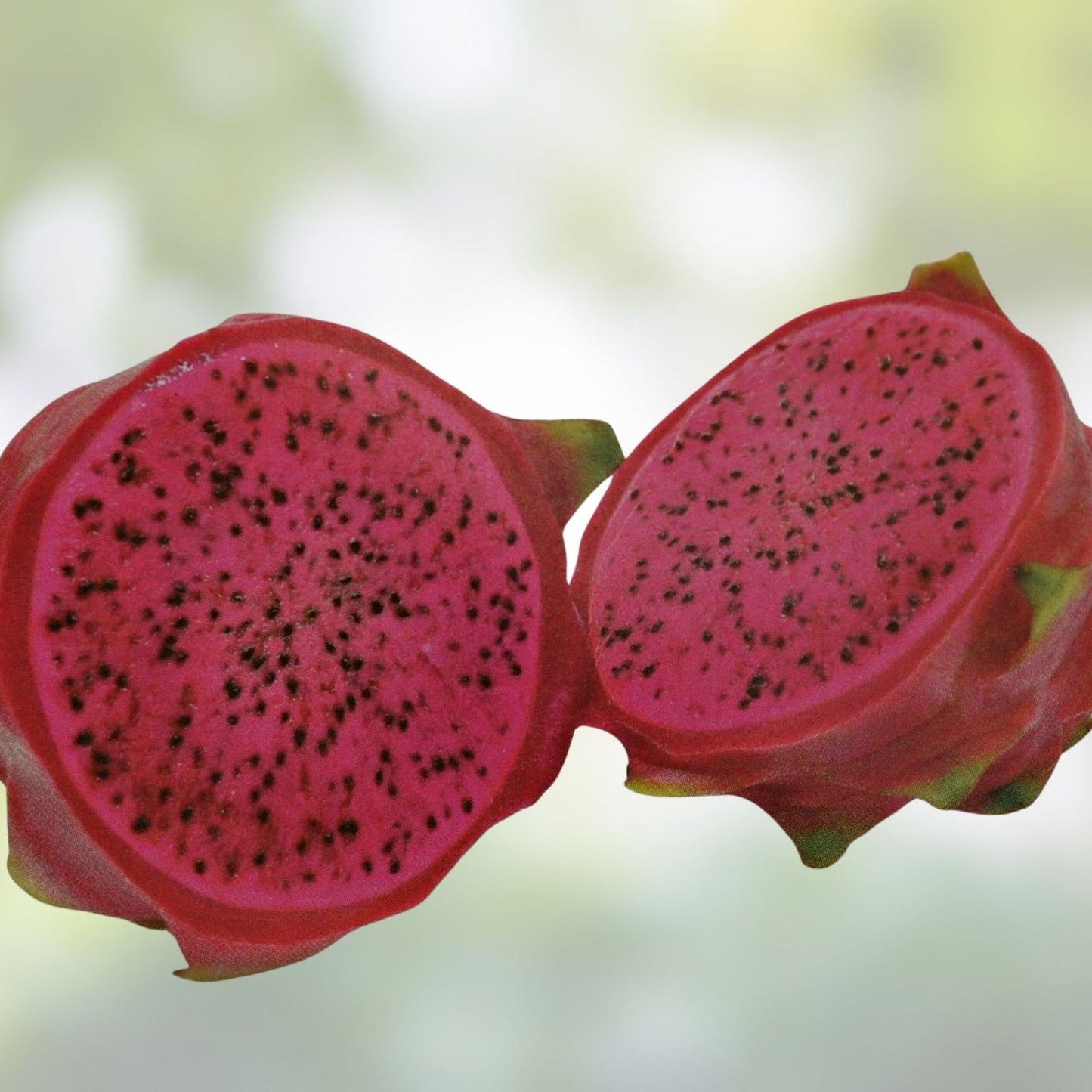 Halleys Comet Red Flesh Dragon Fruit Cuttings 15-Pack | Hylocereus Pitahaya | Fresh Plant Clippings