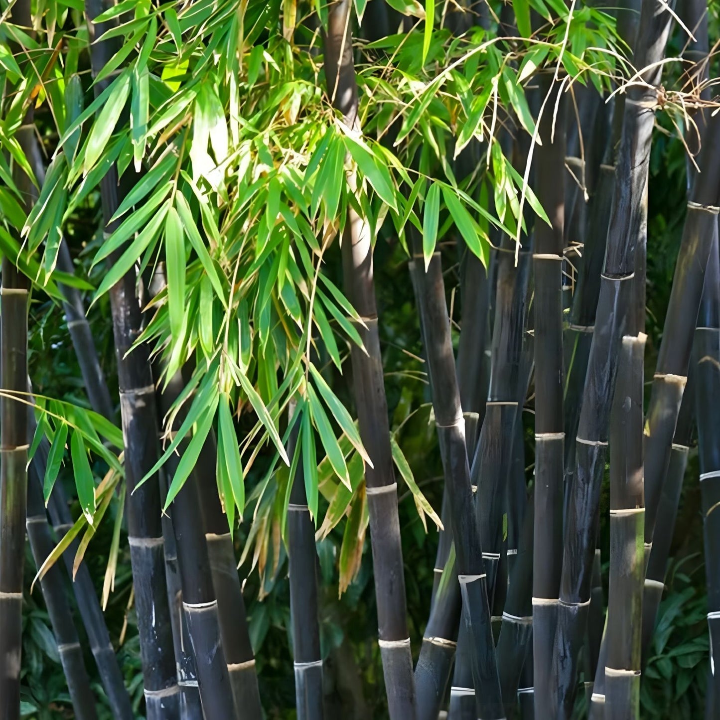 Black Bamboo Seeds 150 Count Rare Variety Phyllostachys Nigra Garden Plant Seeds