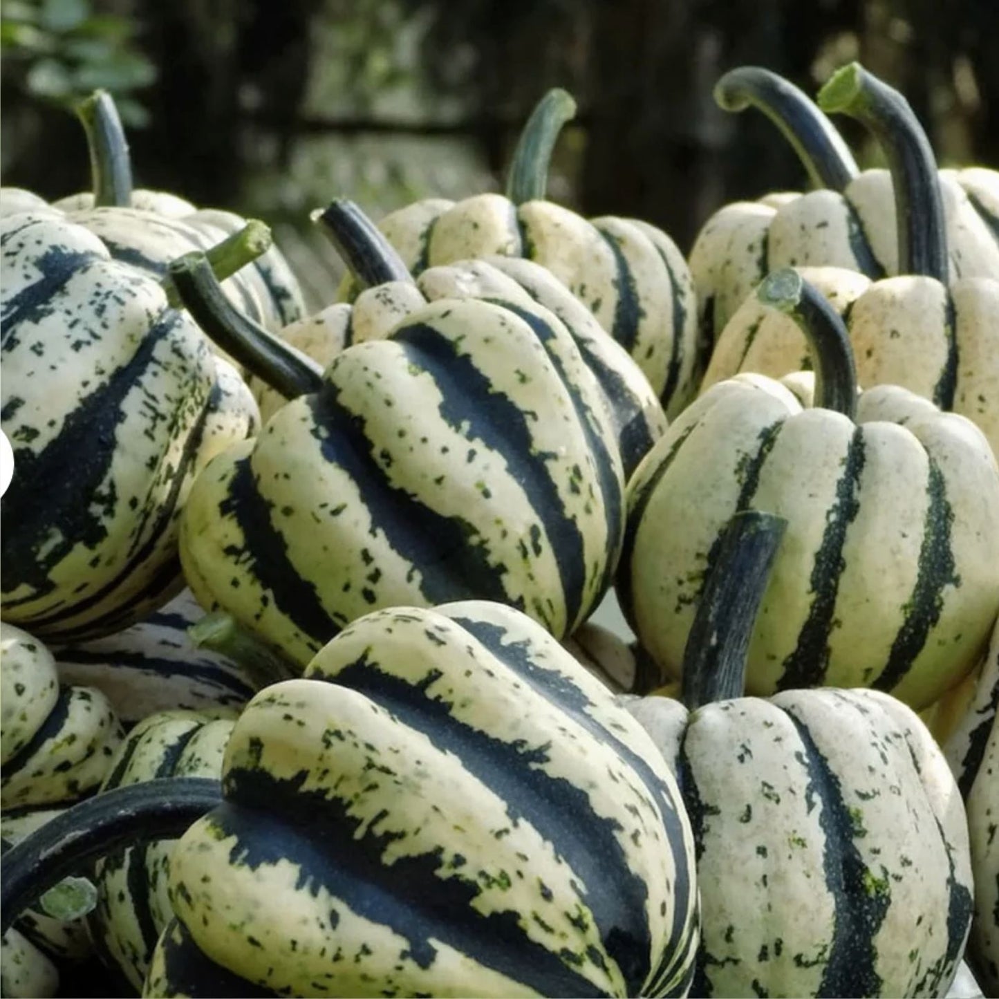 Sweet Dumpling Squash Seeds - 20 Cream & Green Seeds for Planting - Cucurbita pepo - Gourmet Winter Squash Seeds