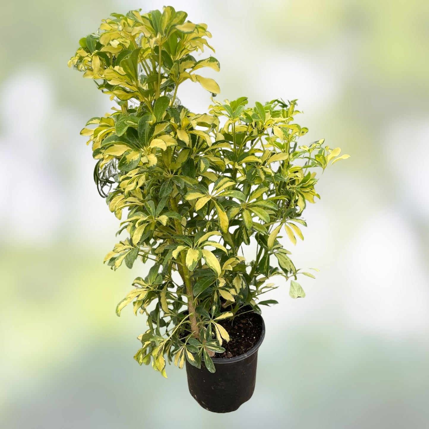Variegated Schefflera Arboricola Cuttings - 6 Unrooted Tropical Houseplant Shrubs for Indoor Decor