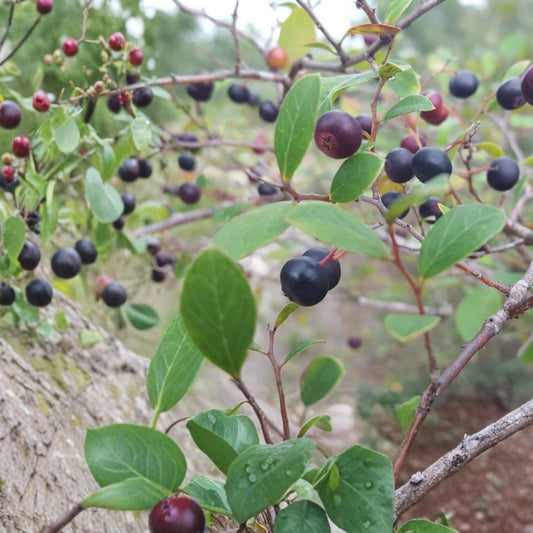 Farkleberry Tree Cuttings 10+ Rare Organic Vaccinium arboreum Berry Plant for Gardening and Landscaping