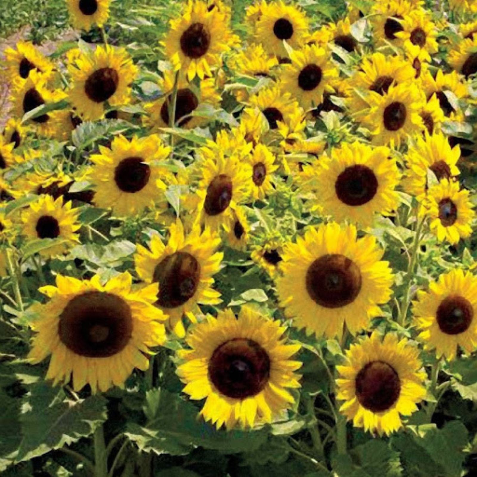Dwarf Sunspot Sunflower Seeds 50 Count - Helianthus annuus - Exotic Garden Flower for Planting