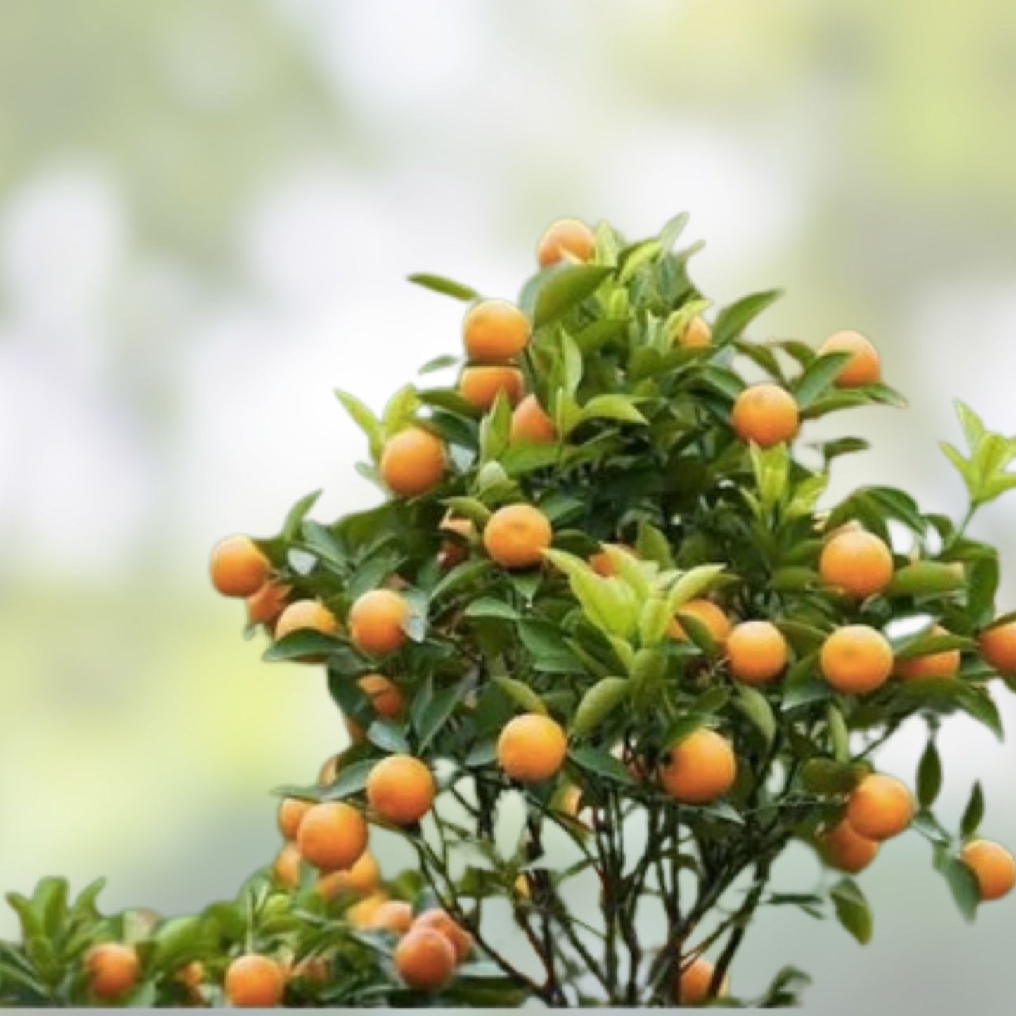 Variegated Cara Cara Navel Orange Cuttings - 3 Fresh Citrus Propagation Sticks - Citrus x sinensis