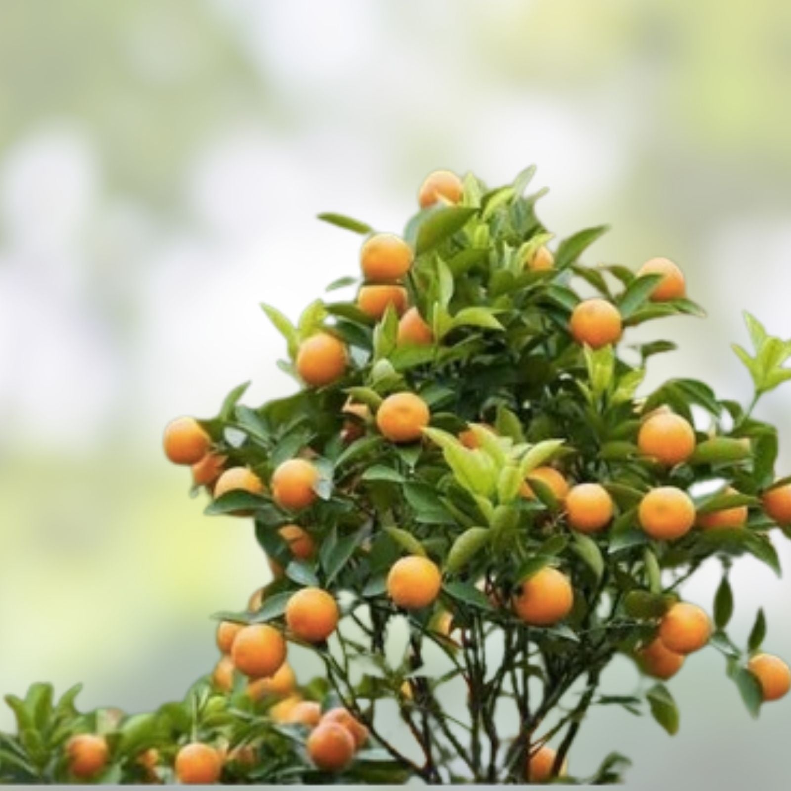 Variegated Cara Cara Navel Orange Cuttings - 3 Fresh Citrus Propagation Sticks - Citrus x sinensis