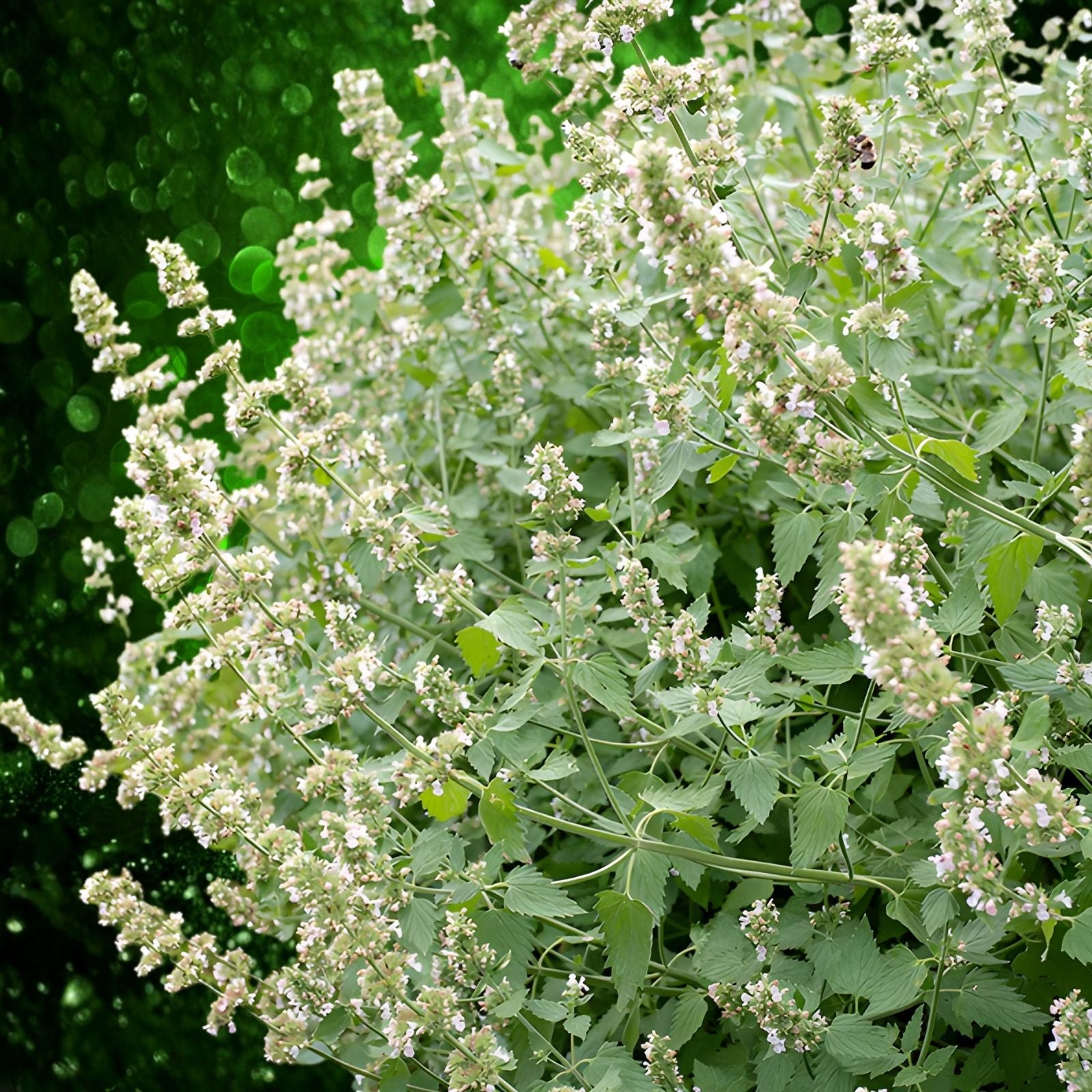 Catnip Seeds 50+ Heirloom Organic Nepeta cataria Hardy Herbal Plant for Gardens Zones 3-9