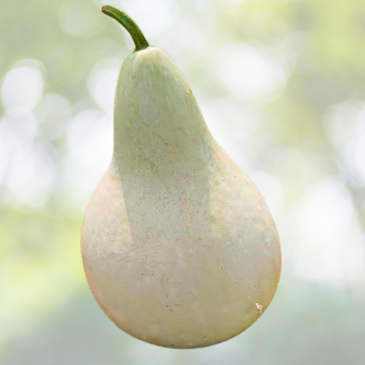 Heirloom Gourd Seeds - Huge Decorative Martin House - Non-GMO - 20 Seeds - Unique Garden Feature - Ideal for Birdhouses