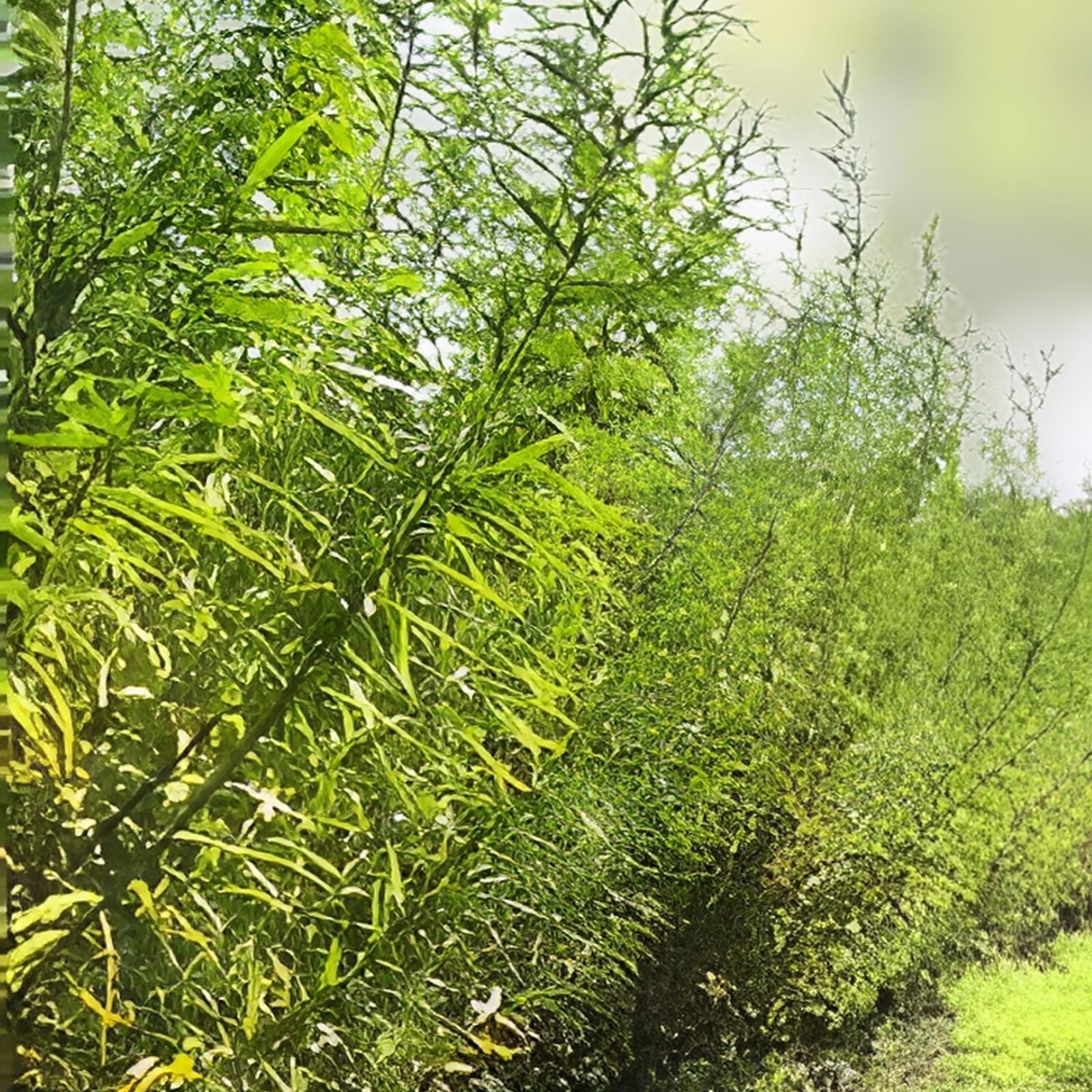 Dozen Hybrid Willow Tree Cuttings, Fast-Growing Privacy and Shade, Salix × sepulchralis