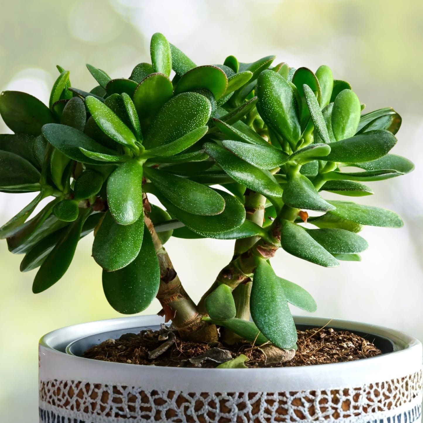 Jade Plant 4in Lucky Money Tree Crassula ovata Easy-Care Succulent for Indoor Gardening