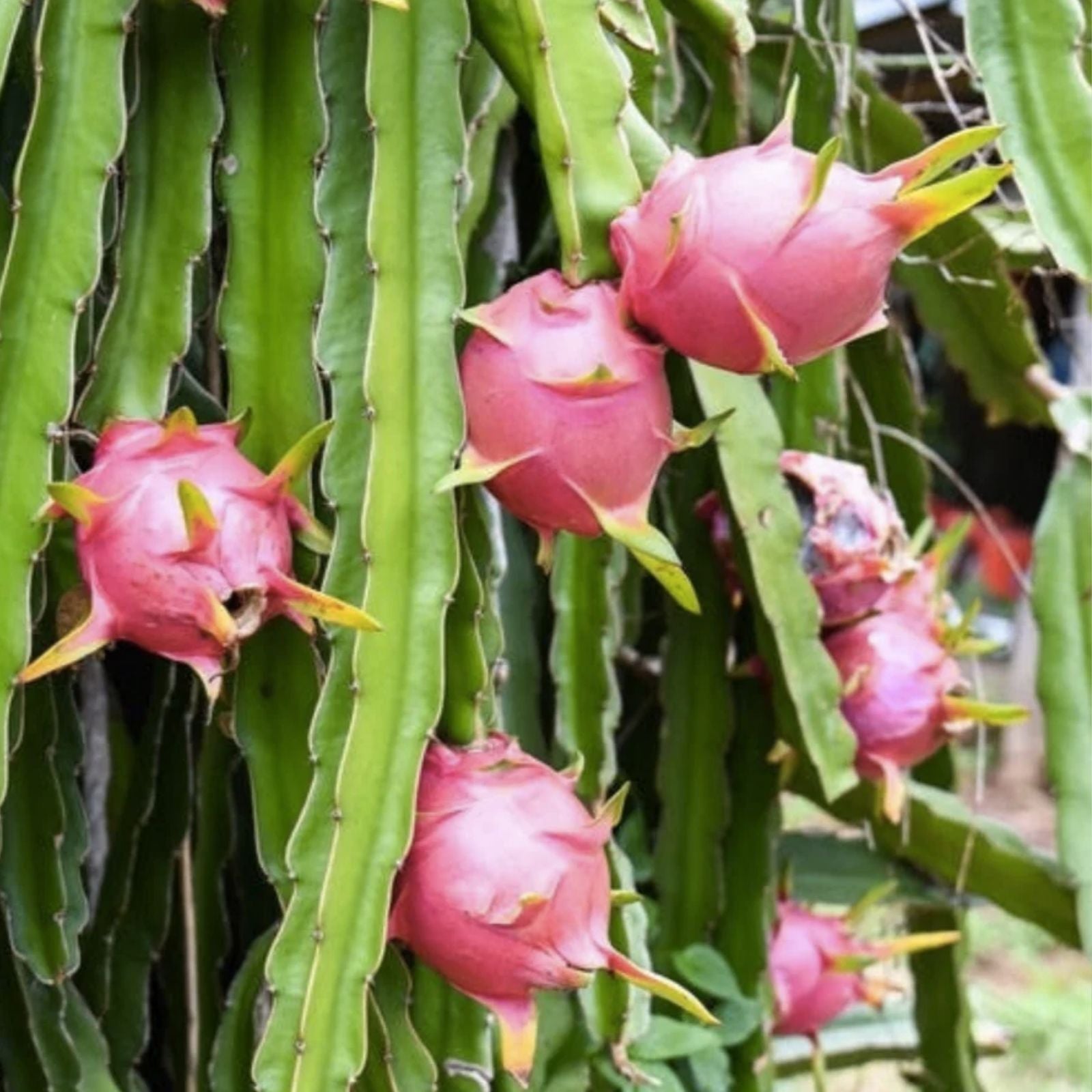 Red Dragon Fruit Cutting 8-12 inches, Self-Pollinating Hylocereus undatus, Edible Cactus Plant, Fruit Producing Succulent