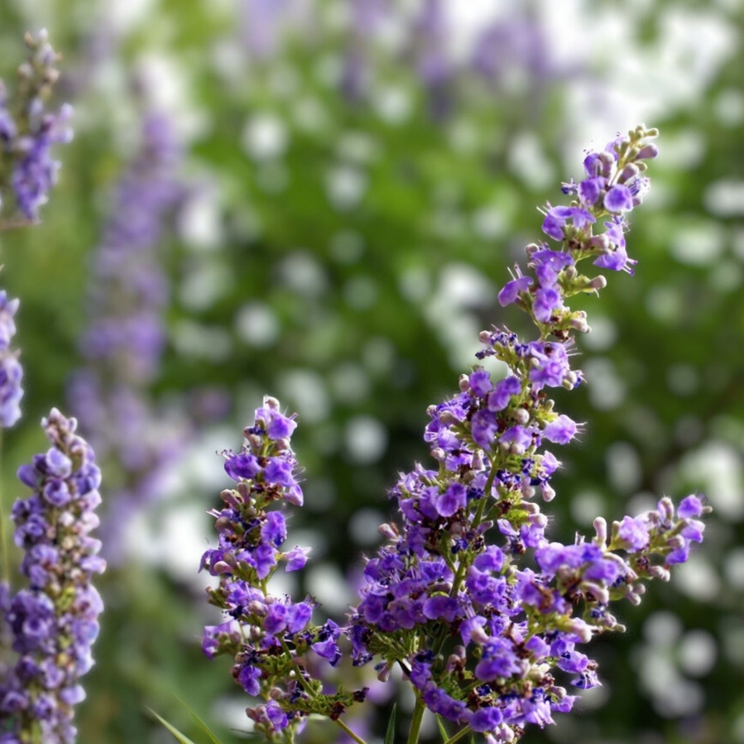 Live Bare Root Chaste Tree 20-24" Vitex agnus-castus 'Shoal Creek' Lavender Flowers Bee Friendly Full Sun Zones 6-9