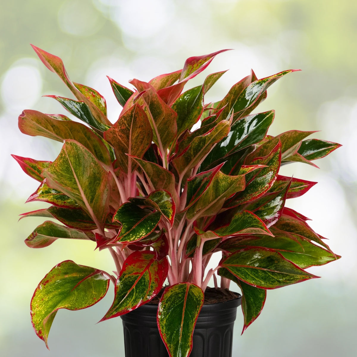 Aglaonema Red Siam Plant 6" Pot, Siam Aurora, Colorful Chinese Evergreen, Low Light Houseplant - Aglaonema 'Siam Aurora'