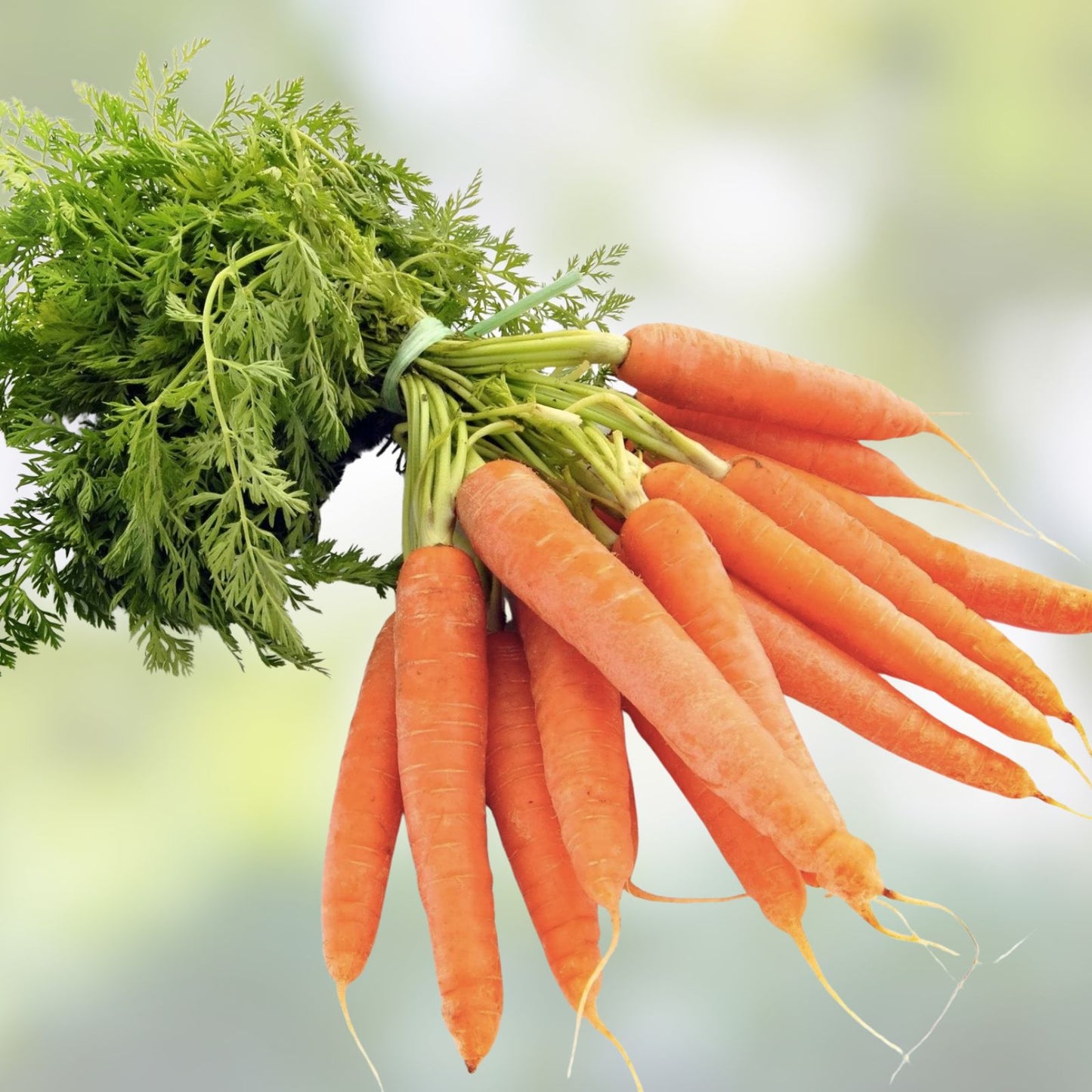 Carrot Seeds 50 Pack Non-GMO Heirloom Daucus carota Vegetable Garden Seeds for Growing