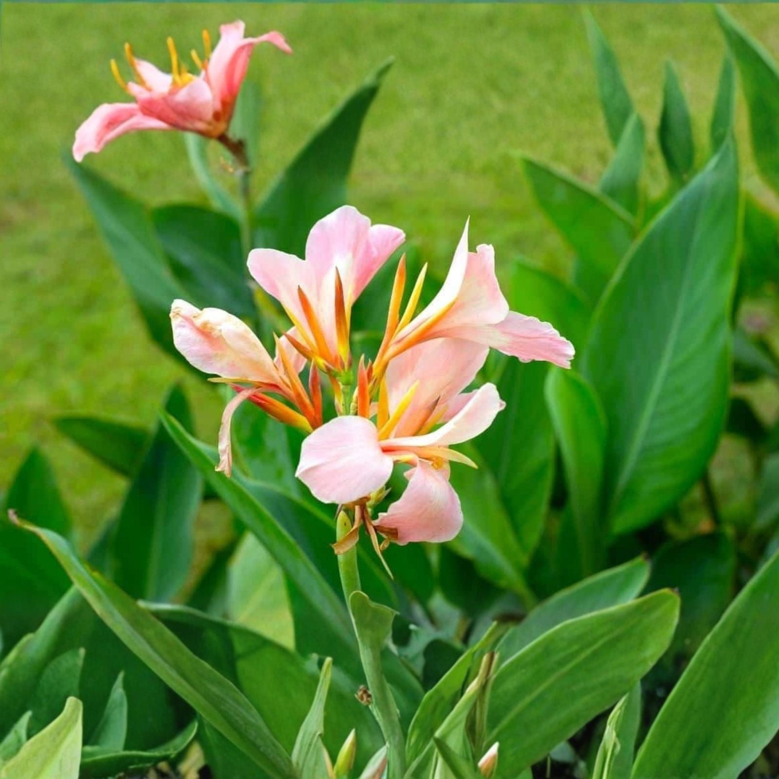 Canna Lily Bulb Coral Salmon Pink Live Plant for Gardens and Landscaping, Canna indica, Ornamental Flowering Plant