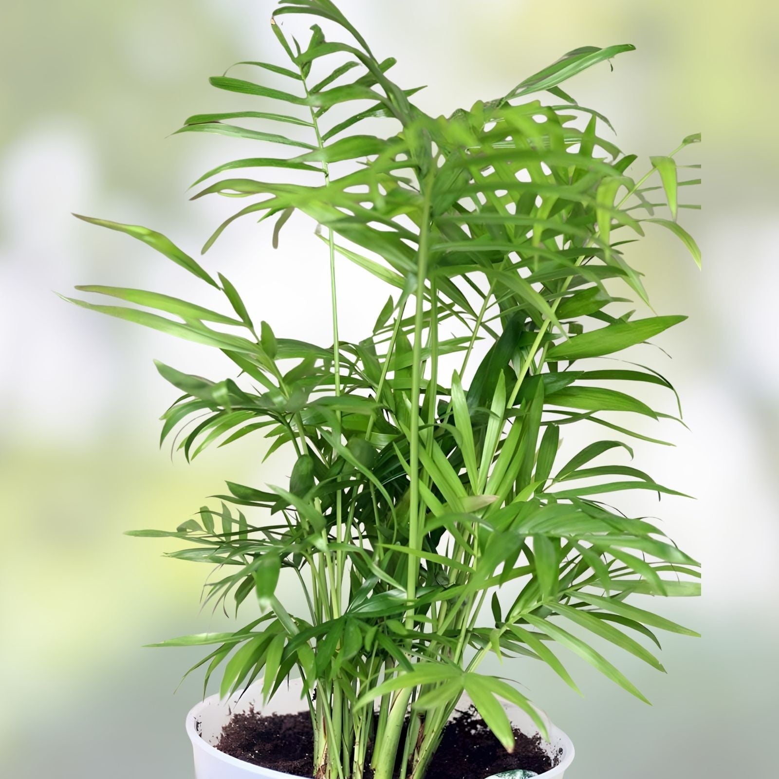 Indoor Palm Tree Seeds 15 Pack, Chamaedorea Parlor Palm, Tropical Houseplant Seeds for Home Decor