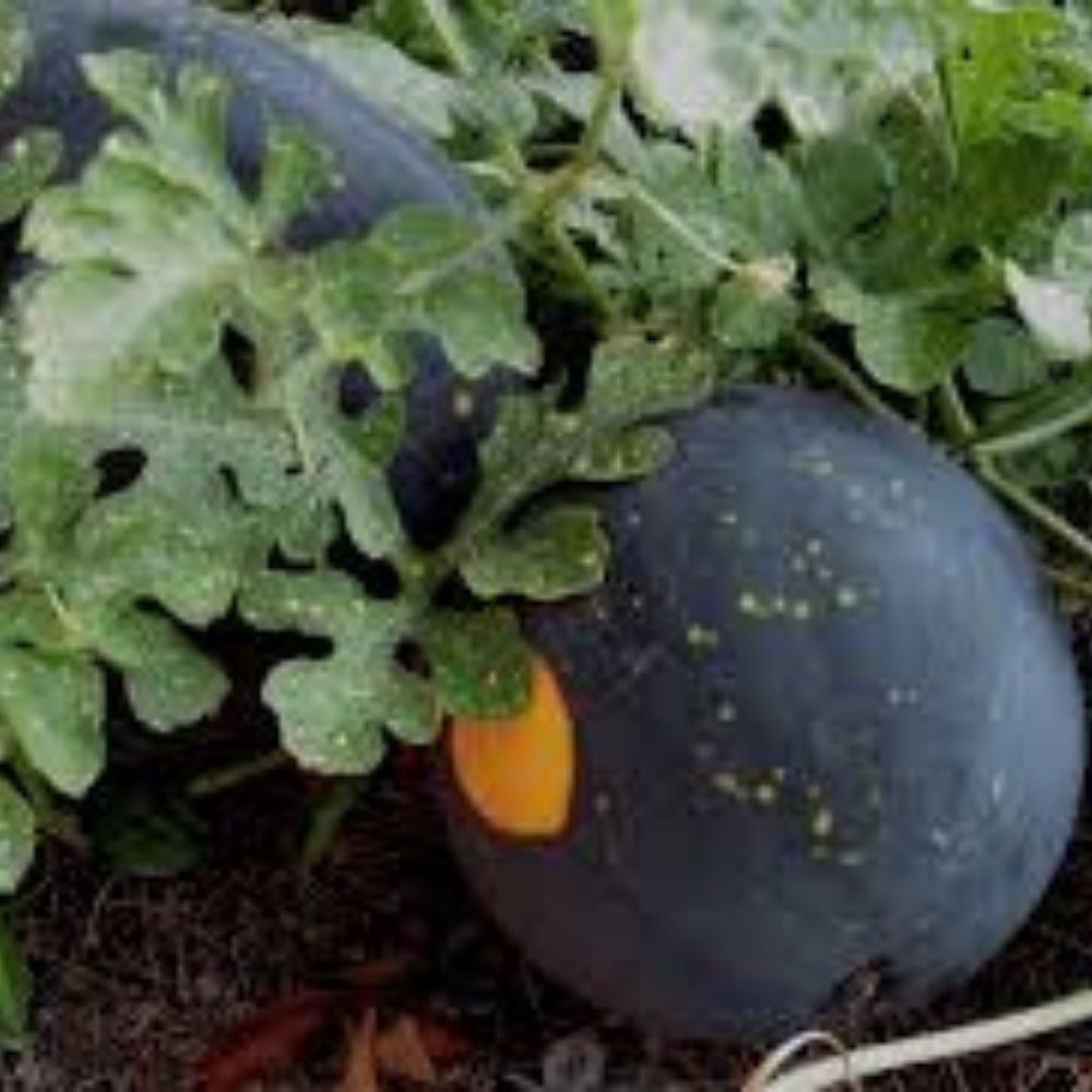 Organic Moon and Stars Watermelon Seeds 20 Pack Citrullus lanatus Heirloom Non-GMO USA Grown