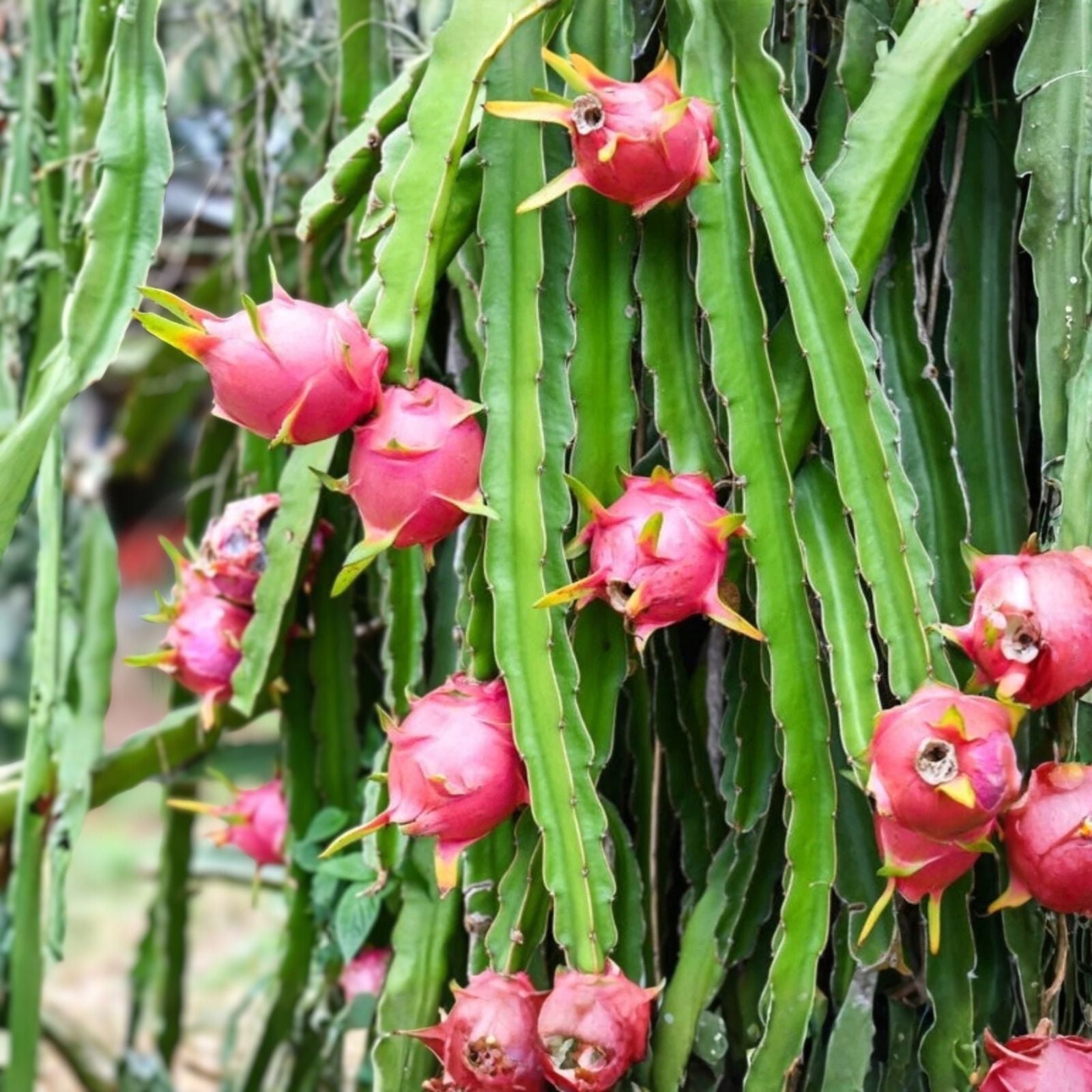 Night Blooming Cactus Cutting 24 Inches Long, Edible Fruit, Hylocereus undatus, Freshly Cut Succulent Plant
