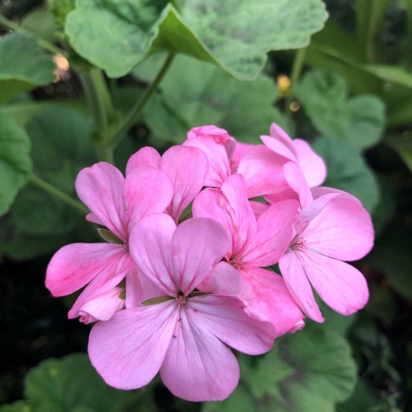 Bubblegum Pink Pelargonium Zonal Geranium Cuttings – Live Plant for Home Gardens & Indoor Decor, 4x8" Pot