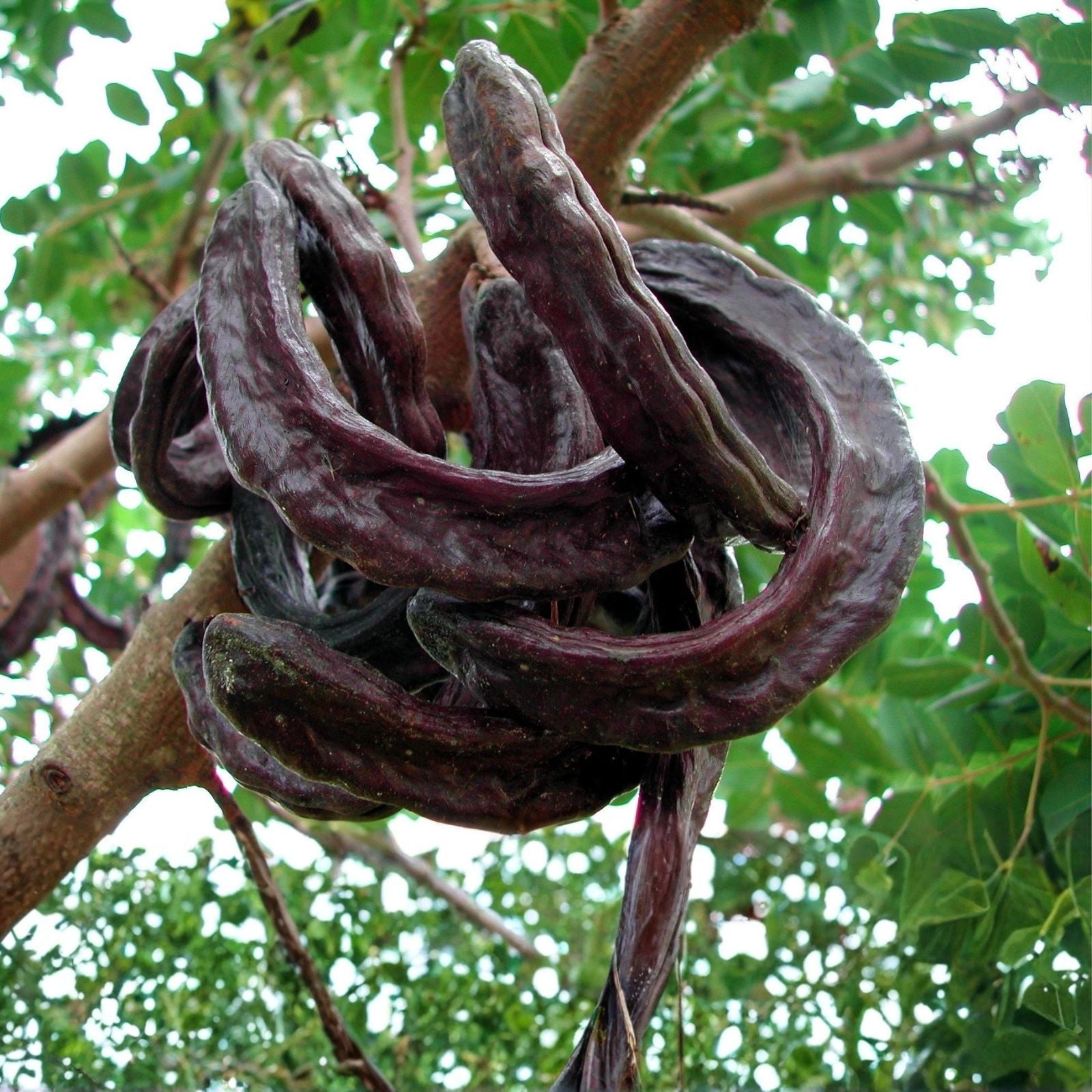 St. John's Bread Tree Seeds 10 Pack, Ceratonia Siliqua, Carob Tree Seeds for Planting, Edible Legume, Drought Tolerant, Organic