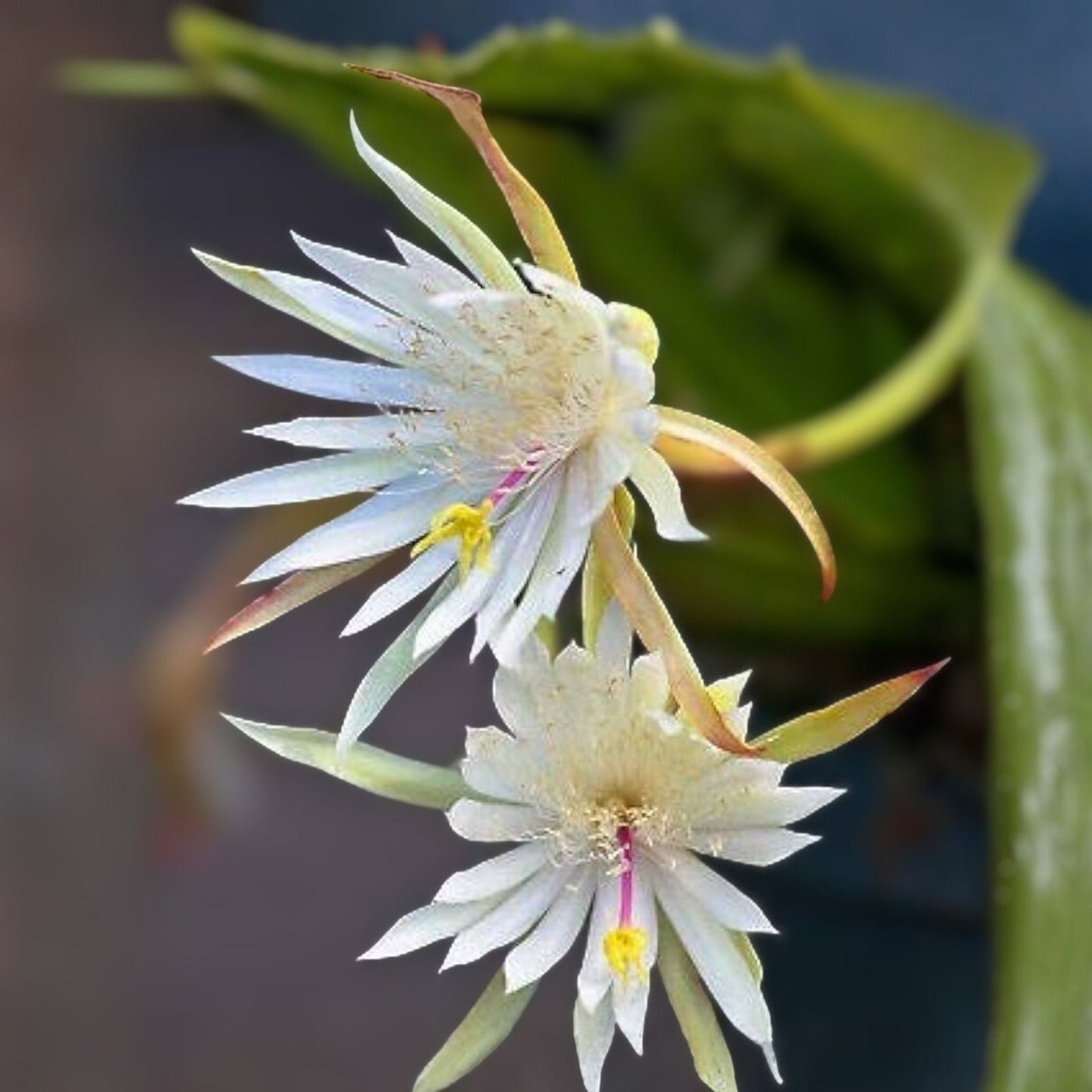 Unrooted Orchid Cactus Cuttings 12-Pack Hookeri Strictum Epiphyllum Succulents for Indoor Garden