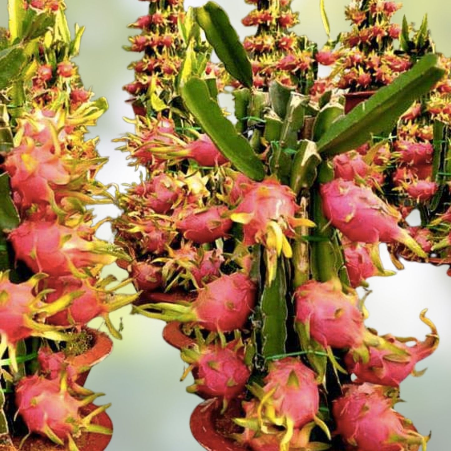 Pink Dragon Fruit Seeds 200 Count, Hylocereus undatus, USA Grown, Organic, Fruit Plant Seeds, Free Shipping