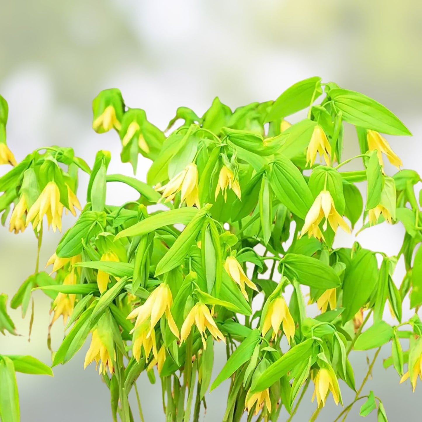 Bellwort Seeds 10 Pack - Uvularia grandiflora - Weeping Bell-Shaped Blooms for Planting - Perennial Flower Seeds