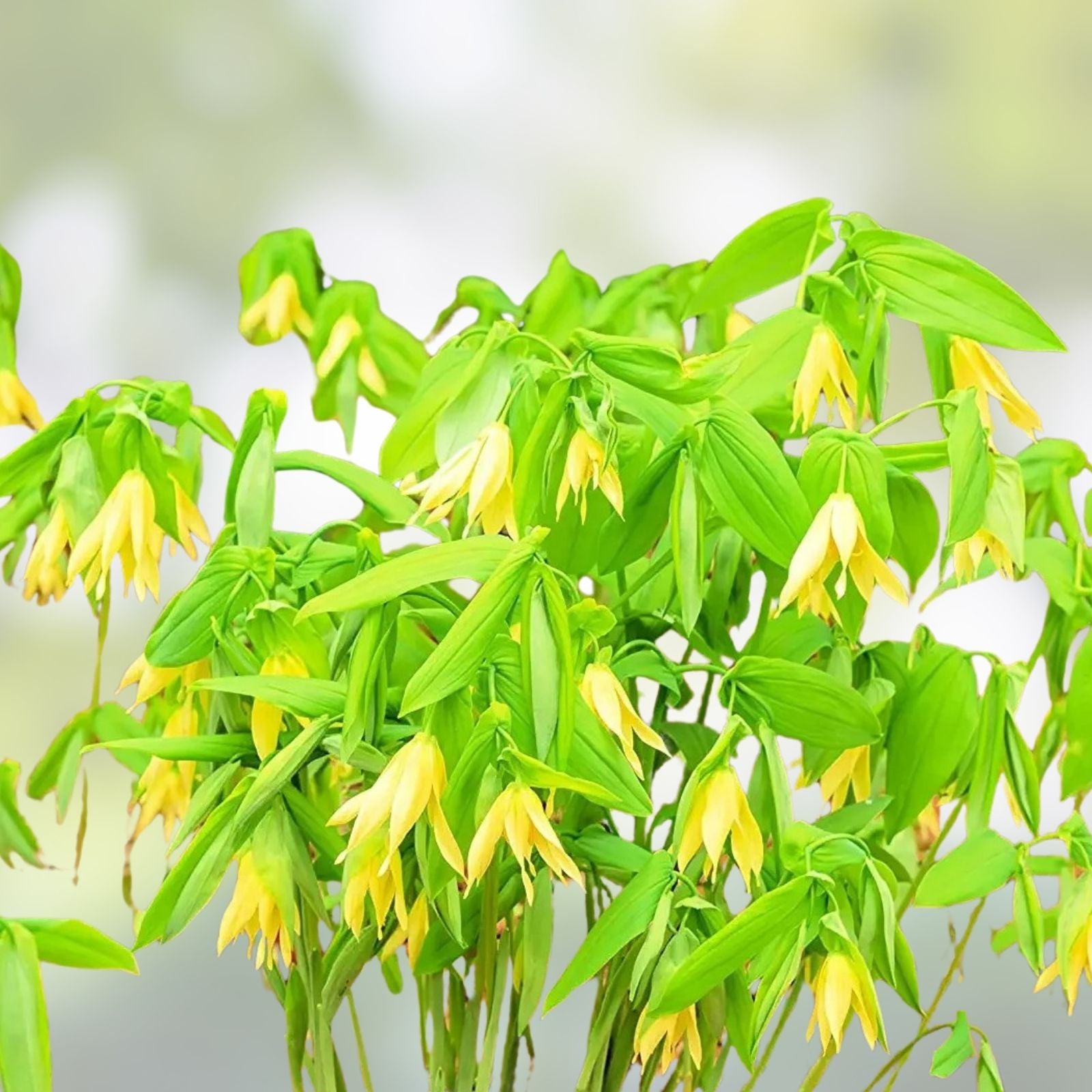 Bellwort Seeds 10 Pack - Uvularia grandiflora - Weeping Bell-Shaped Blooms for Planting - Perennial Flower Seeds