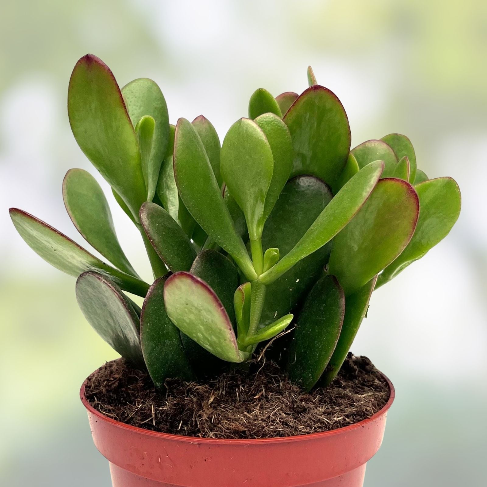 Succulent Cuttings 10-Pack Crassula Mix Variegated Jade Money Unrooted Crassula spp.
