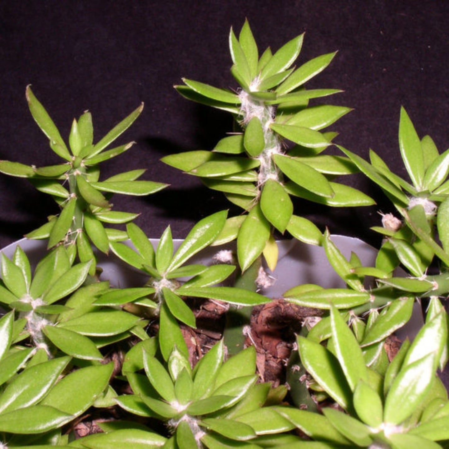 Giant Pereskiopsis Cuttings 5" Thick Stem Succulent for Cactus Propagation Pereskia aculeata