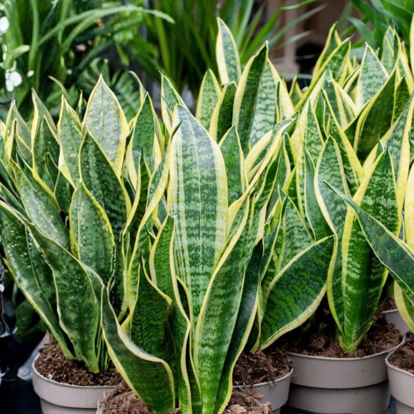 Snake Plant Cutting with Roots, 3 Inches, Live Sansevieria Trifasciata, Hardy Fast-Growing Houseplant