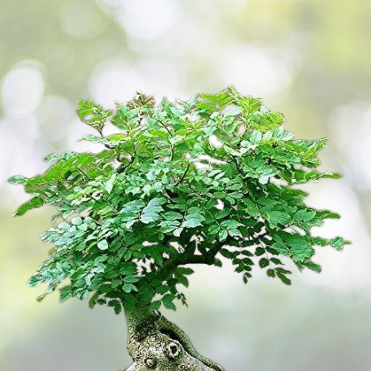 Tree of Life Bonsai Seeds | 20+ Seeds | Moringa Tree | Highly Nutritious | Moringa oleifera