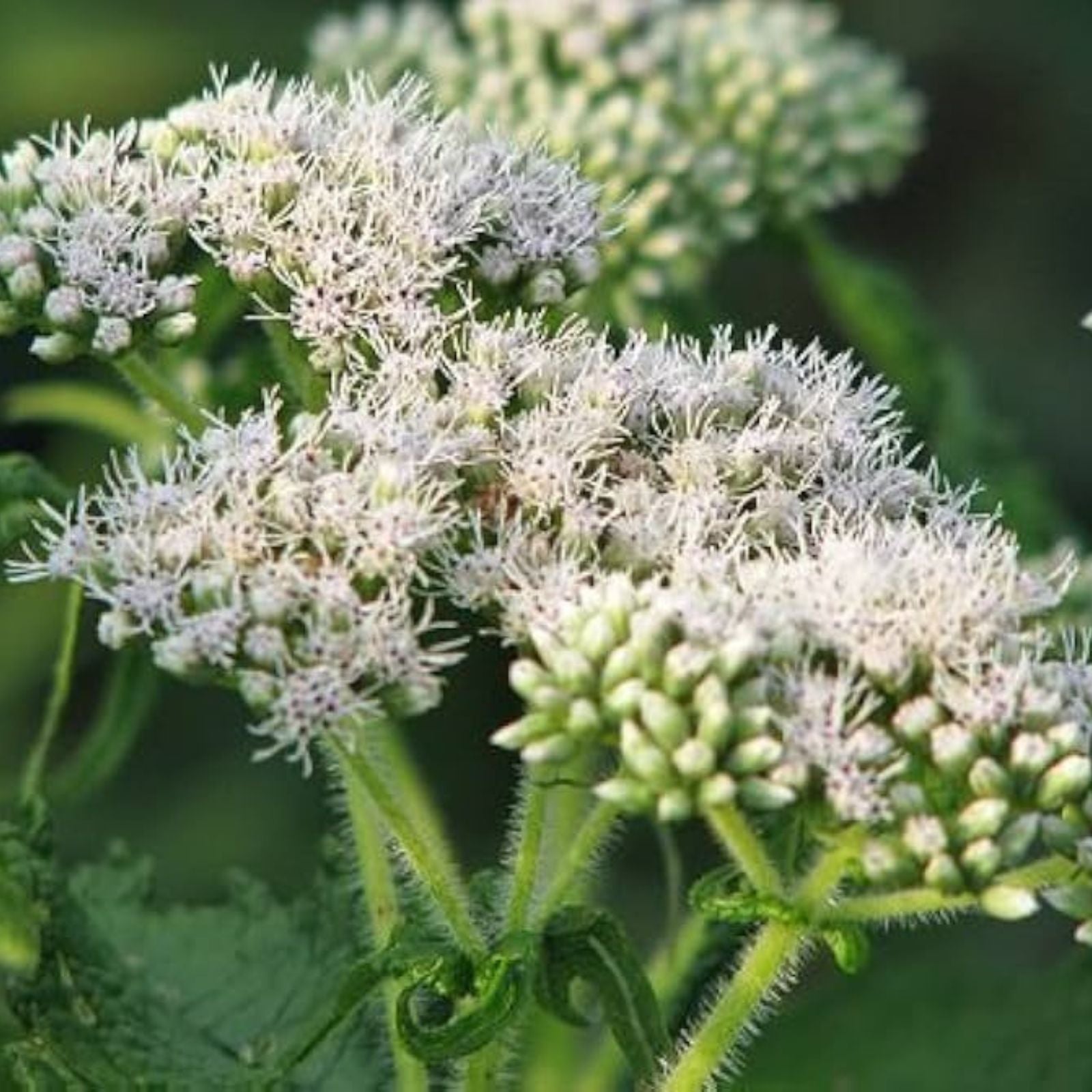 Thoroughwort Herb Seeds 1,000 Count – Eupatorium perfoliatum Native Wildflower Seeds for Planting