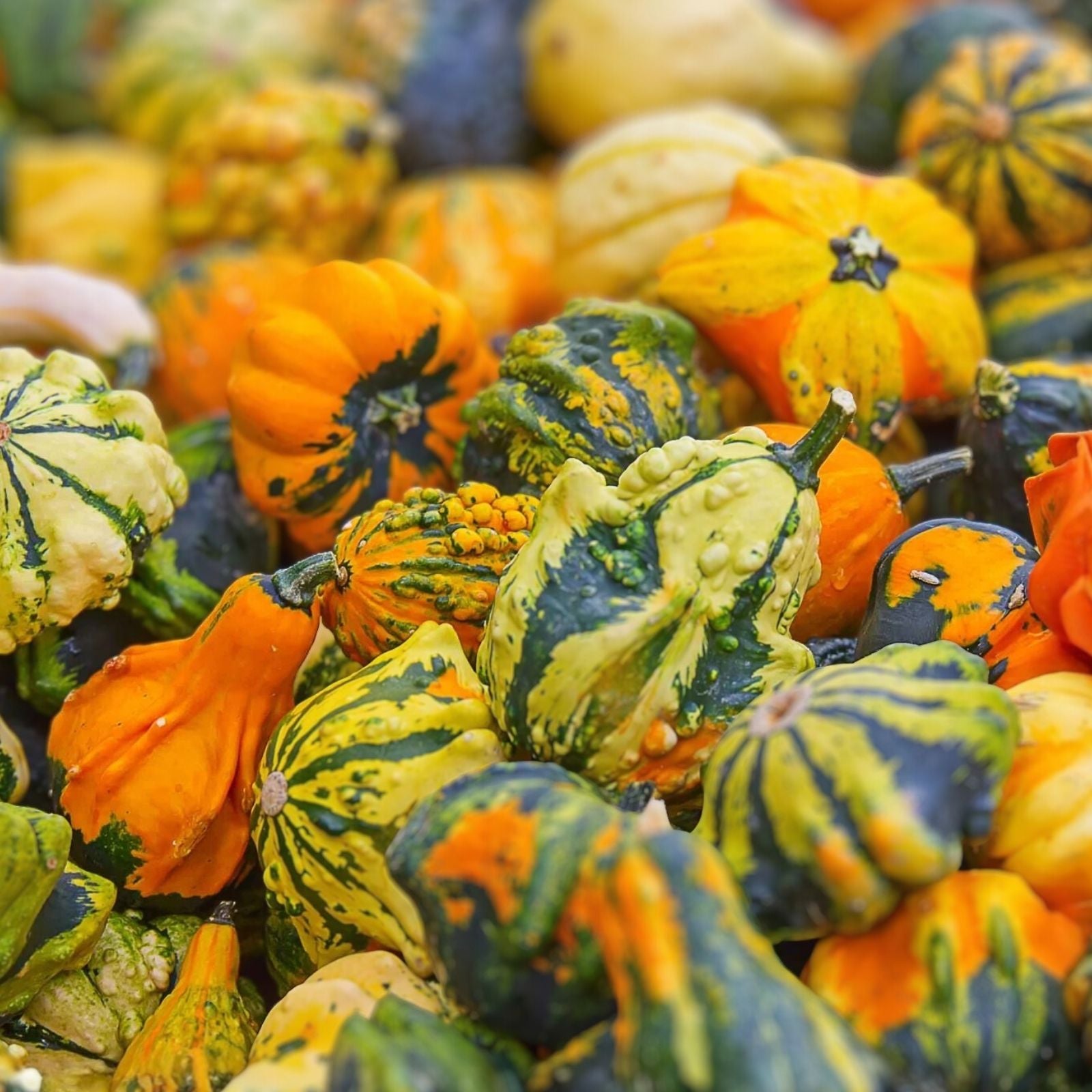 Small Gourd Seeds Mix - 50+ Varieties for Fall Decor - Cucurbita pepo - Garden Planting, Decorative Gourds, Autumn Harvest