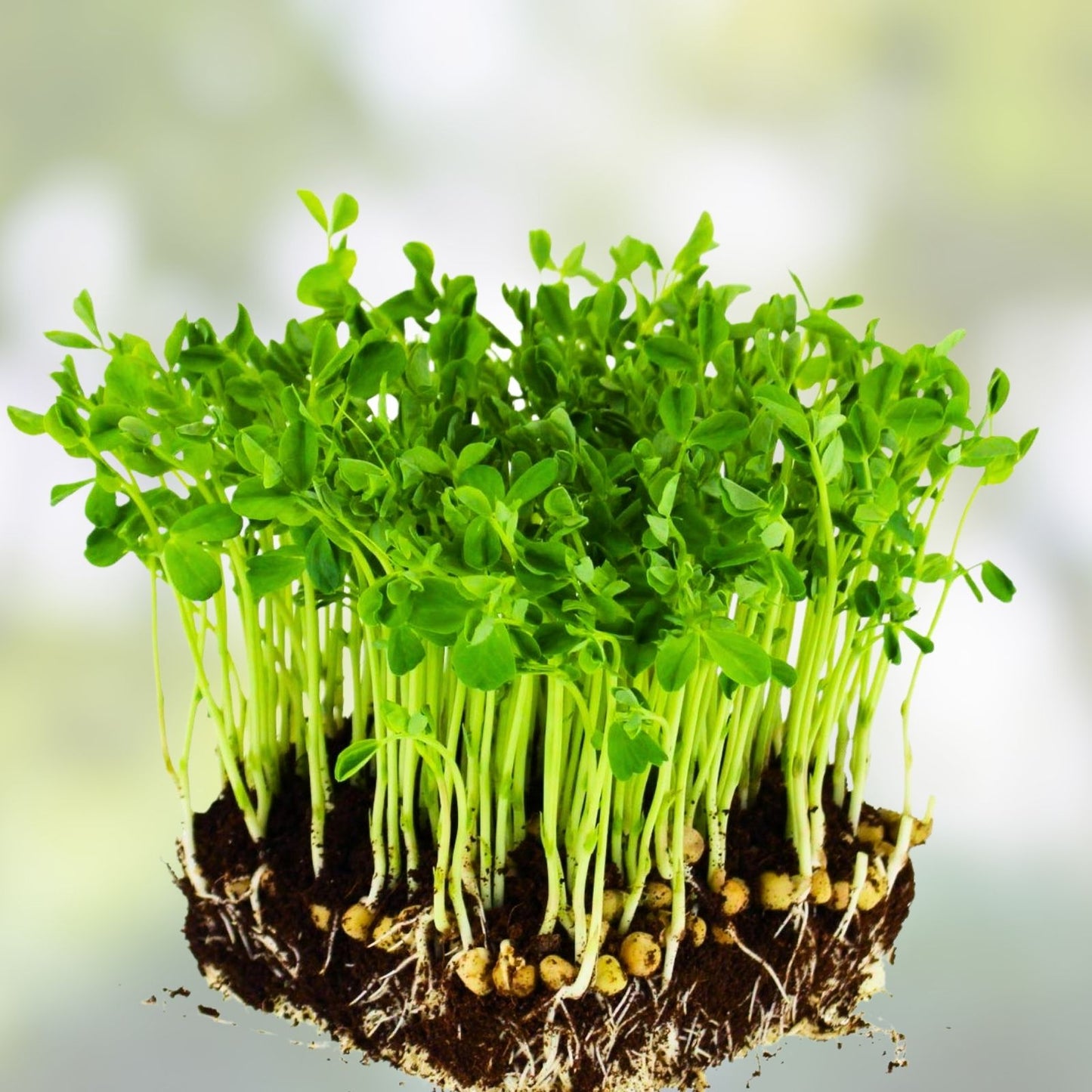 Dundale Pea Sprouting Seeds 16oz Non-GMO Microgreens Pisum sativum Nutrient-Rich for Healthy Eating